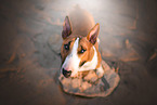 stehender Miniatur Bullterrier