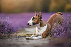 spielender Miniatur Bullterrier