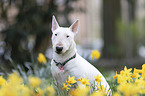sitzender Miniatur Bullterrier
