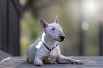 liegender Miniatur Bullterrier