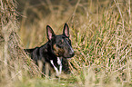 liegender Miniatur Bullterrier