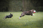 Miniatur Bullterrier und Französische Bulldogge