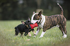 Miniatur Bullterrier und Französische Bulldogge