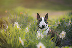 Miniatur Bullterrier