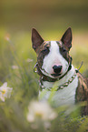 sitzender Miniatur Bullterrier