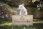 Miniatur Bullterrier Welpe in einer Kiste