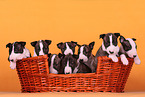 Miniatur Bullterrier Welpen