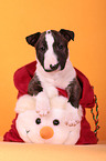 Miniatur Bullterrier Welpe