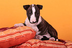 Miniatur Bullterrier Welpe