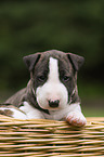 Miniatur Bullterrier Welpe