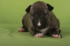 liegender Miniatur Bullterrier Welpe