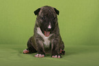 liegender Miniatur Bullterrier Welpe