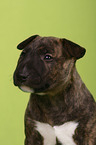 Miniatur Bullterrier Welpe Portrait