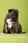 sitzender Miniatur Bullterrier Welpe