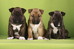 Miniatur Bullterrier Welpen