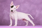 Miniatur Bullterrier Welpe