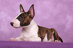 liegender Miniatur Bullterrier Welpe