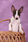 Miniatur Bullterrier Welpe