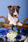 Miniatur Bullterrier Welpe