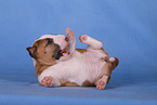 Miniatur Bullterrier Welpe