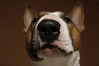 Miniatur Bullterrier Portrait