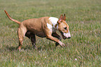 rennender Miniatur Bullterrier