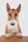 Miniatur Bullterrier