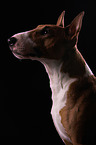 Miniatur Bullterrier Portrait