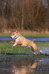 rennender Miniatur Bullterrier