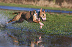 rennender Miniatur Bullterrier