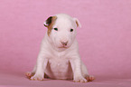 sitzender Miniatur Bullterrier Welpe