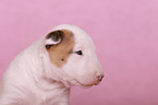 Miniatur Bullterrier Welpe Portrait