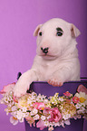 Miniatur Bullterrier Welpe