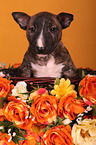 Miniatur Bullterrier Welpe Portrait