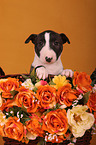 Miniatur Bullterrier Welpe
