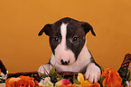 Miniatur Bullterrier Welpe