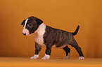 Miniatur Bullterrier Welpe