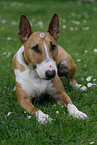 liegender Miniatur Bullterrier