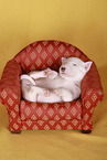 schlafender Miniatur Bullterrier Welpe