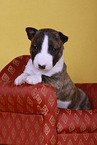 liegender Miniatur Bullterrier Welpe