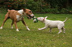 spielende Miniatur Bullterrier