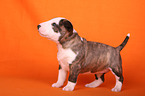 Miniatur Bullterrier Welpe