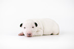 Miniatur Bullterrier Welpe