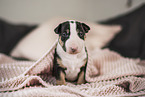 Miniatur Bullterrier Welpe