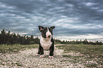 Miniatur Bullterrier Welpe