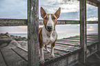 Miniatur Bullterrier
