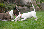 2 Miniatur Bullterrier