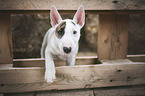 Miniatur Bullterrier Welpe