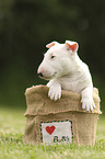 Miniatur Bullterrier Welpe
