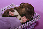 Miniatur Bullterrier Welpe